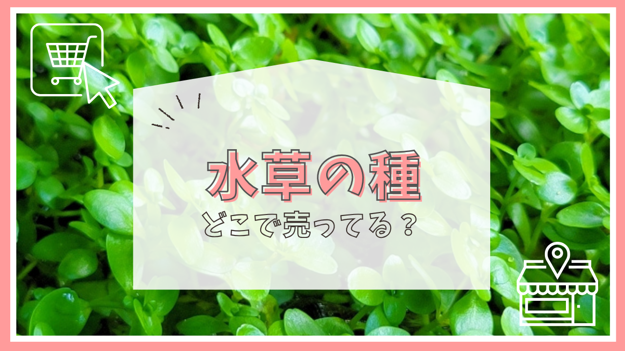 水草の種はどこで売ってる？